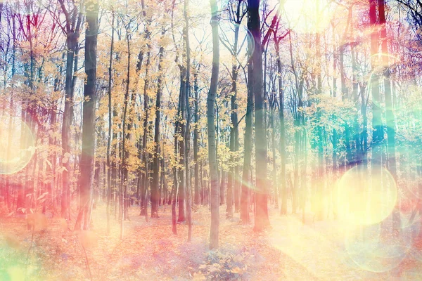 Herbst Landschaft Hintergrund Sonnenstrahlen Wald Park Bäume Saisonblick Oktober — Stockfoto