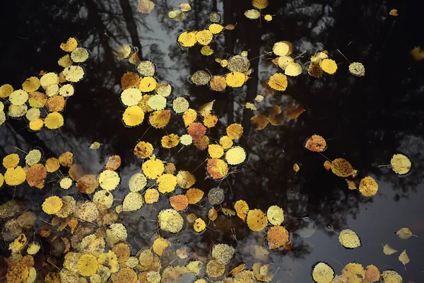 Elesett Levelek Ősz Elvont Háttér Sárga Levelek Október Parkban Szezonális — Stock Fotó
