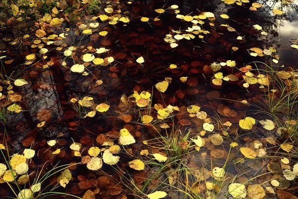 Опавшие Листья Осенний Абстрактный Фон Желтые Листья Октябрь Парке Сезонный — стоковое фото