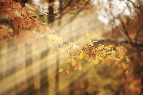 Autunno Paesaggio Sfondo Raggi Sole Nella Foresta Parco Alberi Vista — Foto Stock