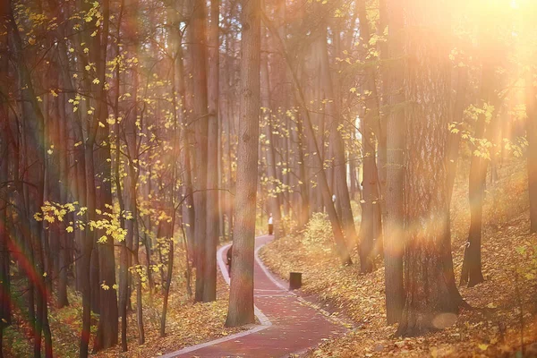 Podzimní Krajina Pozadí Sluneční Paprsky Lese Park Stromy Sezónní Pohled — Stock fotografie