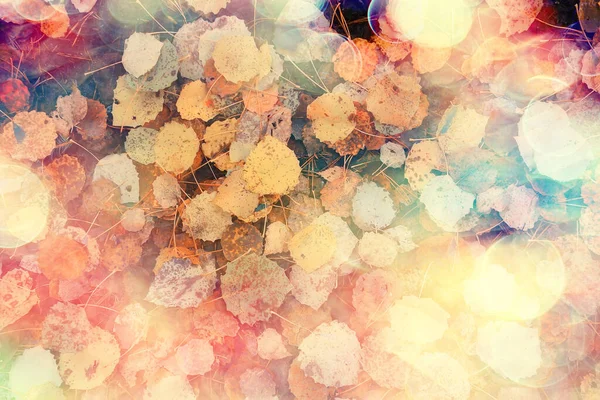 Опале Листя Осіннього Абстрактного Фону Жовте Листя Жовтень Парку Сезонний — стокове фото