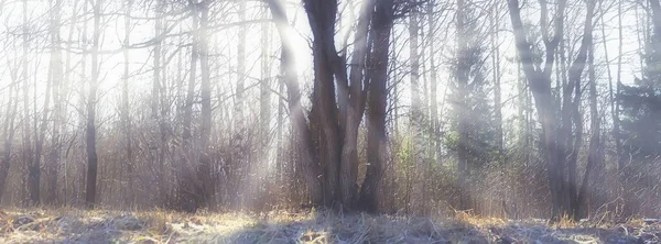 秋の風景背景 森の中の太陽光線 木々の季節の景色10月 — ストック写真