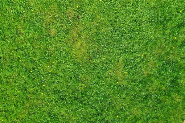 Verde Hierba Vista Superior Abstracto Naturaleza Campo Fondo —  Fotos de Stock