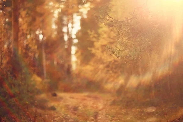 Herbst Landschaft Hintergrund Sonnenstrahlen Wald Park Bäume Saisonblick Oktober — Stockfoto