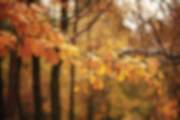 淡淡的背景秋林 抽象的艺术 阳光明媚的秋园 灿烂的黄色十月景色 — 图库照片