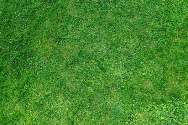 Zielony Trawa Widok Góry Abstrakcyjny Charakter Pole Tło — Zdjęcie stockowe