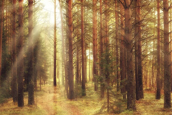 Herfst Landschap Achtergrond Zonnestralen Het Bos Park Bomen Seizoensgebonden Uitzicht — Stockfoto