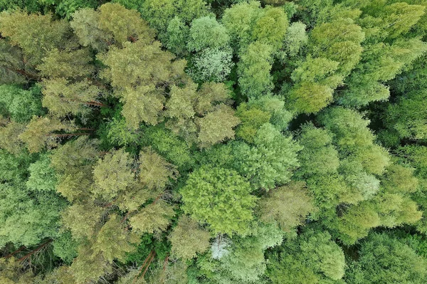 Orman Manzaralı Manzara Manzaralı Yaz Ormanı Manzaralı Kuadrokopter Hava Manzaralı — Stok fotoğraf
