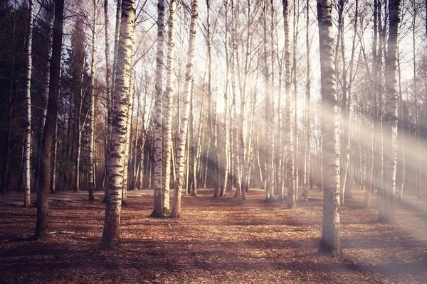 秋の風景背景 森の中の太陽光線 木々の季節の景色10月 — ストック写真
