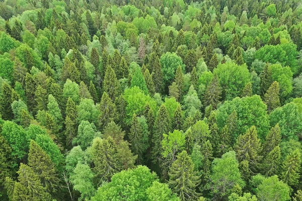 Lesní Pohled Shora Krajina Panorama Pohled Letní Les Quadrocopter Letecký — Stock fotografie