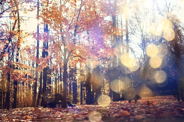 Herbst Landschaft Hintergrund Sonnenstrahlen Wald Park Bäume Saisonblick Oktober — Stockfoto