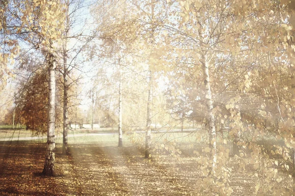 Осенний Пейзаж Солнечные Лучи Лесу Парк Деревья — стоковое фото