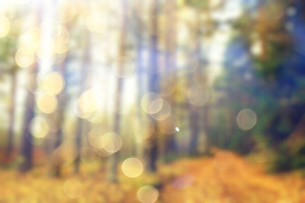 Blurred background autumn forest, abstract art sunny autumn park, glow yellow october view