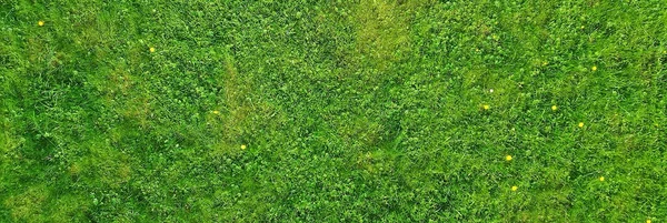 Zelená Tráva Horní Pohled Abstraktní Příroda Pole Pozadí — Stock fotografie