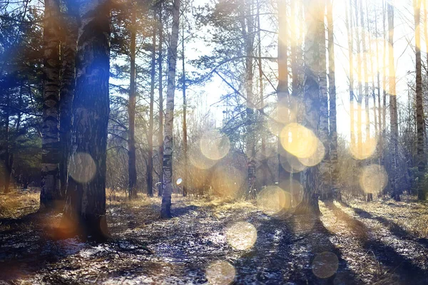 秋の風景背景 森の中の太陽光線 木々の季節の景色10月 — ストック写真