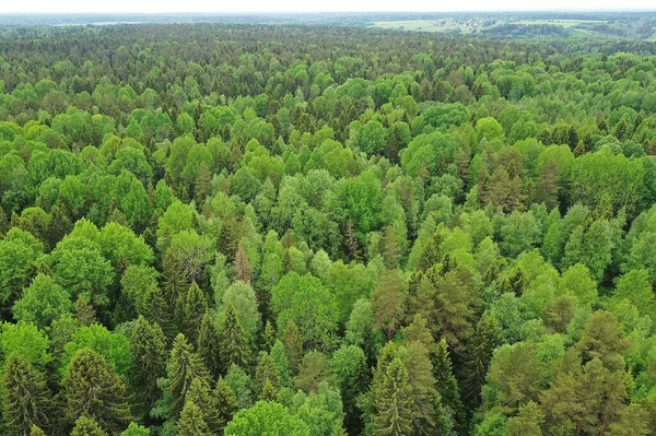 Forest Top View Landscape Panorama View Summer Forest Quadrocopter Aerial — Stock Photo, Image