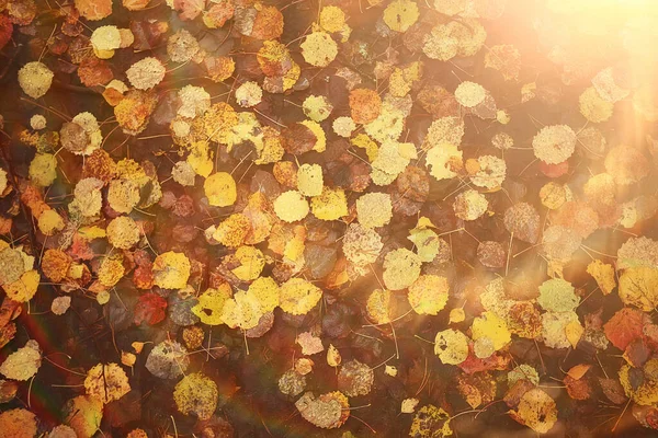 Gevallen Bladeren Herfst Abstracte Achtergrond Gele Bladeren Oktober Het Park — Stockfoto