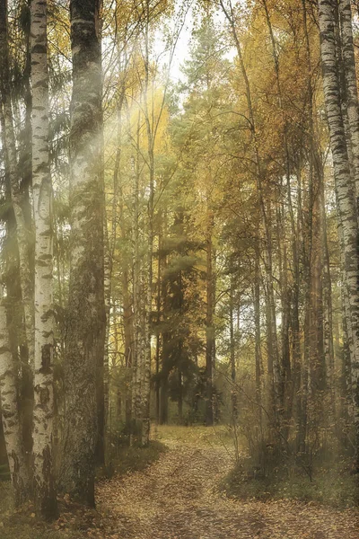 Herbst Landschaft Hintergrund Sonnenstrahlen Wald Park Bäume Saisonblick Oktober — Stockfoto