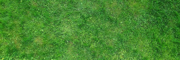 Grünes Gras Draufsicht Abstrakte Natur Feld Hintergrund — Stockfoto