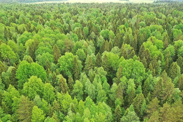 forest top view, landscape panorama view of summer forest with quadrocopter aerial view