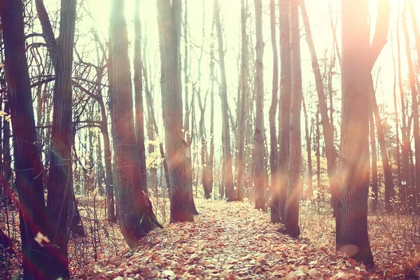 Outono Paisagem Fundo Raios Sol Floresta Parque Árvores Vista Sazonal — Fotografia de Stock