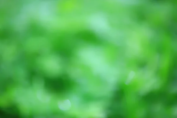 Абстрактный Зеленый Летний Фон Боке Вид Градиент Текстура Свечение — стоковое фото