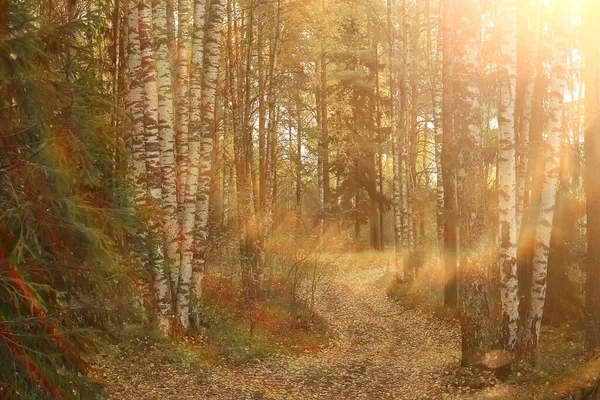 Höst Landskap Bakgrund Solstrålar Skogen Park Träd Säsongsutsikt Oktober — Stockfoto