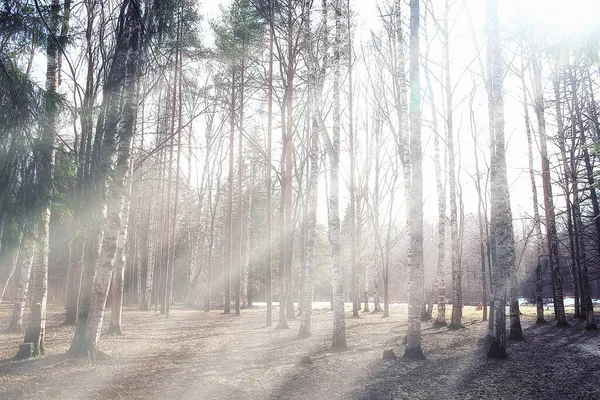 Paisaje Otoño Fondo Rayos Sol Bosque Parque Árboles Vista Estacional — Foto de Stock