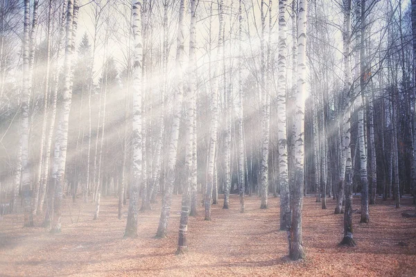 Herfst Landschap Achtergrond Zonnestralen Het Bos Park Bomen Seizoensgebonden Uitzicht — Stockfoto
