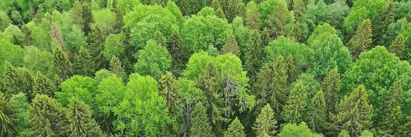 Wald Draufsicht Landschaft Rundumblick Sommerwald Mit Quadrocopter Luftaufnahme — Stockfoto