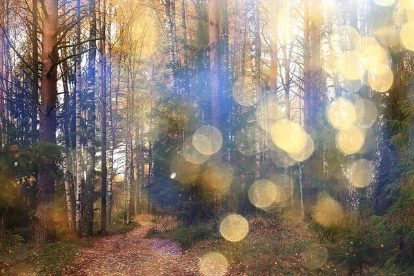 Höst Landskap Bakgrund Solstrålar Skogen Park Träd Säsongsutsikt Oktober — Stockfoto