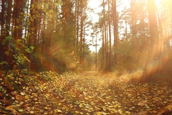 Őszi Táj Háttér Napsugarak Erdőben Park Fák Szezonális Kilátás Október — Stock Fotó
