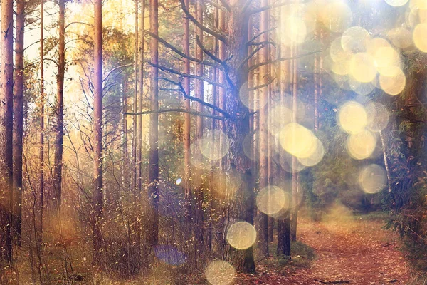 Automne Paysage Arrière Plan Rayons Soleil Dans Forêt Parc Arbres — Photo