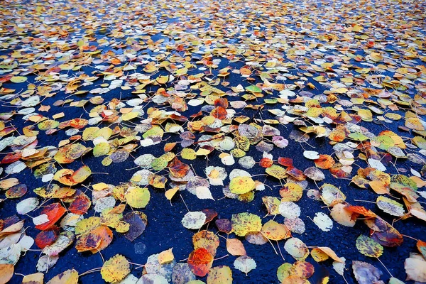 落叶秋季抽象背景 10月在公园 季节性设计 — 图库照片