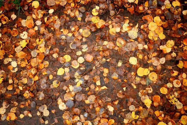 Fallen Leaves Autumn Abstract Background Yellow Leaves October Park Seasonal — Stock Photo, Image