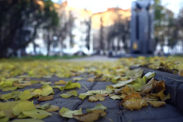 Fallen Leaves Autumn Abstract Background Yellow Leaves October Park Seasonal — Stock Photo, Image