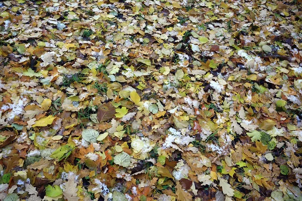 Folhas Caídas Outono Abstrato Fundo Folhas Amarelas Outubro Parque Projeto — Fotografia de Stock