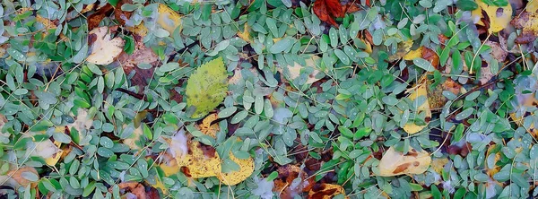 Abgefallene Blätter Herbst Abstrakter Hintergrund Gelbe Blätter Oktober Park Saisonales — Stockfoto