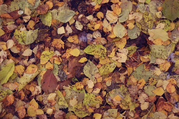 Abgefallene Blätter Herbst Abstrakter Hintergrund Gelbe Blätter Oktober Park Saisonales — Stockfoto