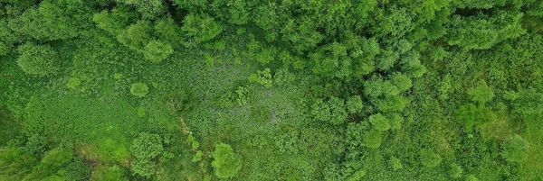 Вид Сверху Лес Панорамный Вид Летний Лес Видом Высоты Птичьего — стоковое фото