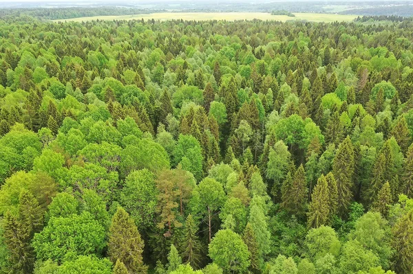 forest top view, landscape panorama view of summer forest with quadrocopter aerial view