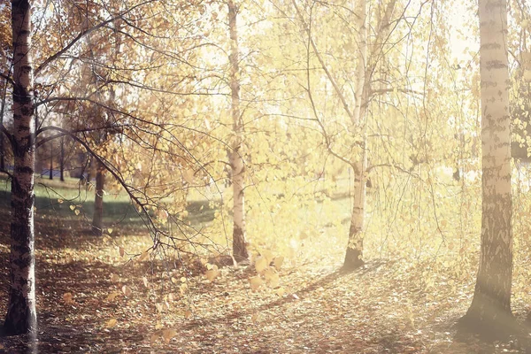 秋天的风景背景 森林里的阳光 公园里的树木 季节的景色10月 — 图库照片