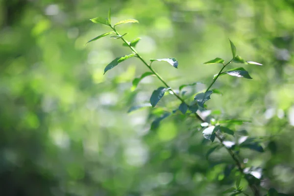 Abstract Green Summer Bokeh Background Gradient View Art Texture Glow — Stock Photo, Image