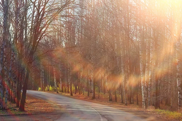 Automne Paysage Arrière Plan Rayons Soleil Dans Forêt Parc Arbres — Photo