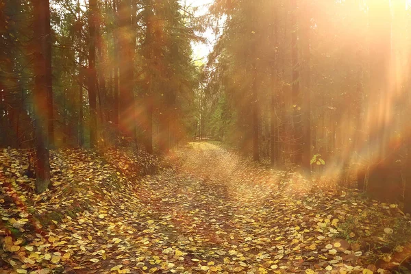 Outono Paisagem Fundo Raios Sol Floresta Parque Árvores Vista Sazonal — Fotografia de Stock