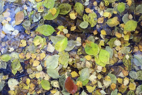 Sonbaharda Dökülen Yapraklar Soyut Arka Plan Sarı Yapraklar Ekim Ayında — Stok fotoğraf