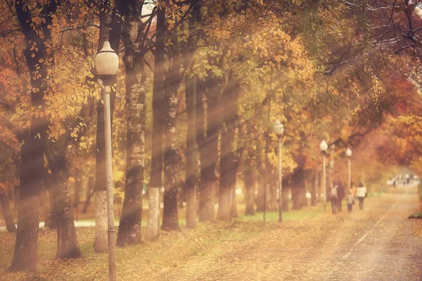 秋天的风景背景 森林里的阳光 公园里的树木 季节的景色10月 — 图库照片