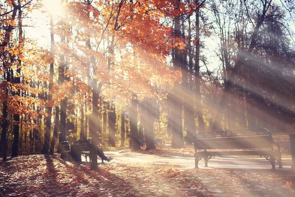 Podzimní Krajina Pozadí Sluneční Paprsky Lese Park Stromy Sezónní Pohled — Stock fotografie