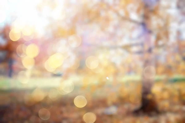 背景秋の森抽象アート晴れの秋の公園緑黄色の10月の景色 — ストック写真